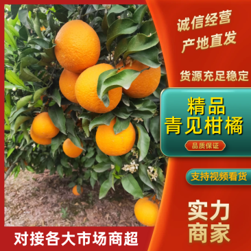 青见柑橘，水份充足，产地直销，果肉红亮，爽口化渣欢迎咨询