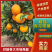 青见柑橘，水份充足，产地直销，果肉红亮，爽口化渣欢迎咨询