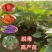 西瓜红红薯苗对接全国市场量大从优欢迎采购热卖中