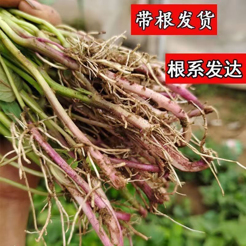 山东临沂红薯苗对接全国市场量大从优欢迎采购品质**