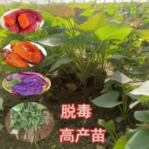 山东临沂红薯苗对接全国市场量大从优欢迎采购品质**