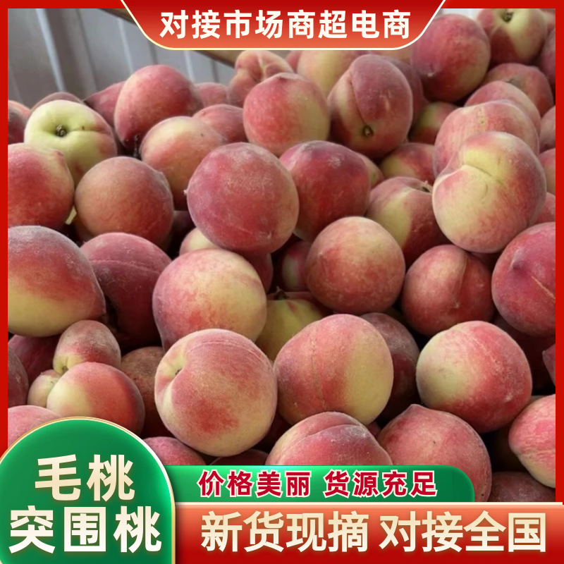 毛桃桃湖北突围桃品种齐全货源充足实力供货