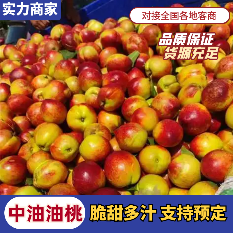中油油桃湖北油桃中油系列品种多按需包装保质保量