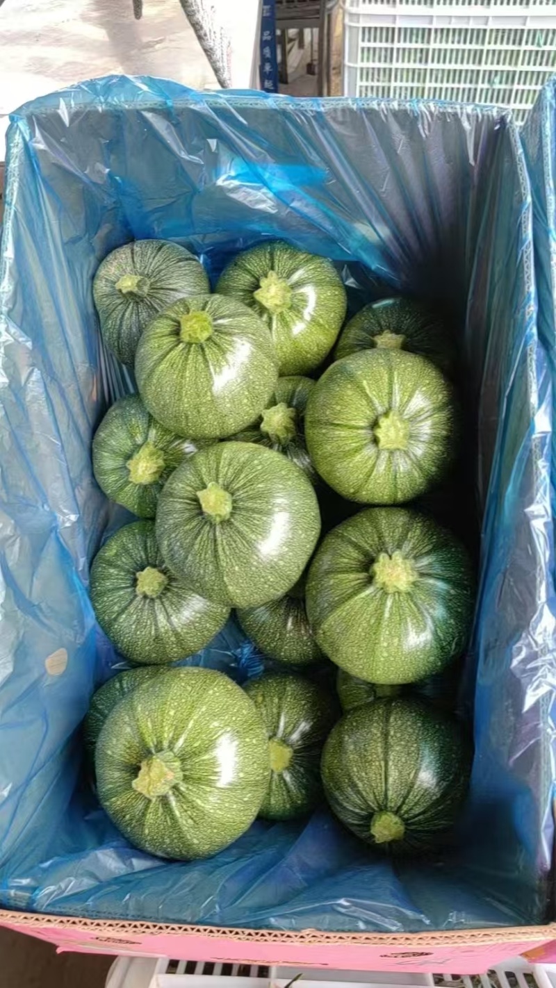 圆西葫芦原产地供货一手货源瓜形好耐储存运输承接批发商超