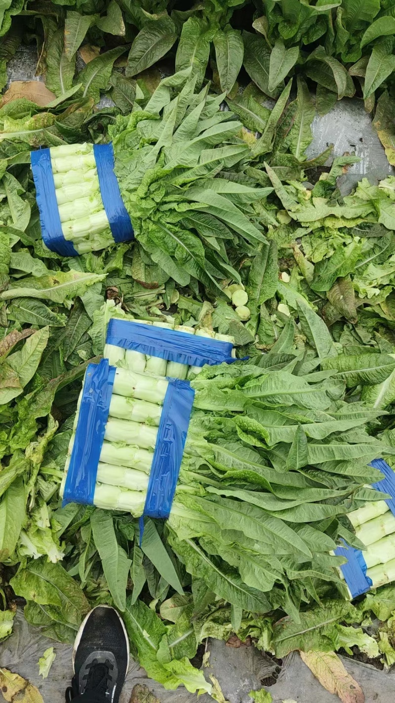 尖叶莴苣红叶香莴苣莴笋不糠心空心长度长可打捆净菜半叶菜杆