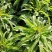 尖叶莴苣红叶香莴苣莴笋不糠心空心长度长可打捆净菜半叶菜杆