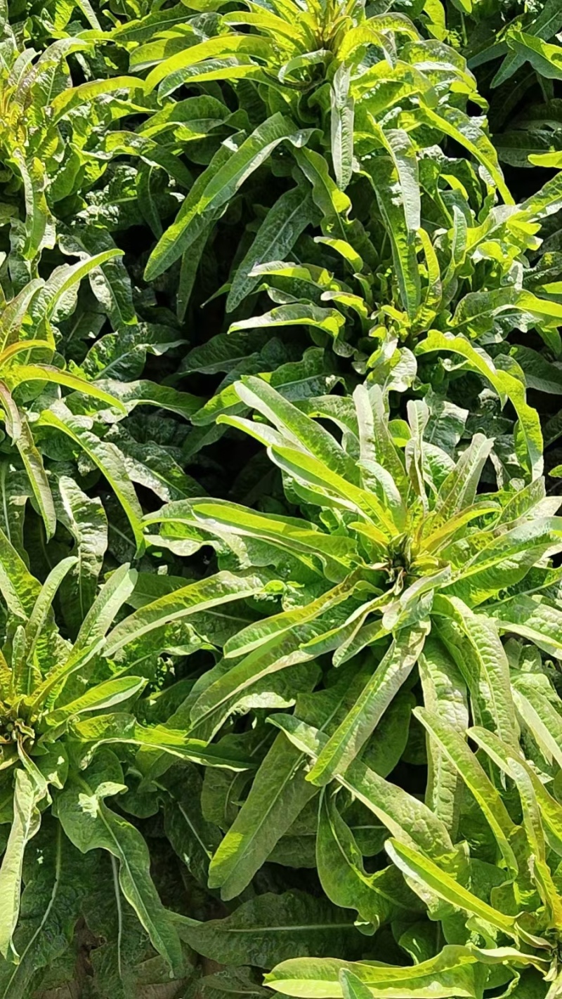 尖叶莴苣红叶香莴苣莴笋不糠心空心长度长可打捆净菜半叶菜杆