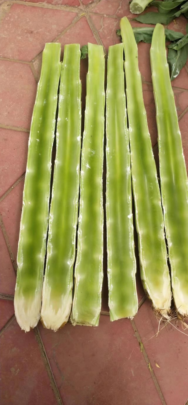 尖叶莴苣红叶香莴苣莴笋不糠心空心长度长可打捆净菜半叶菜杆