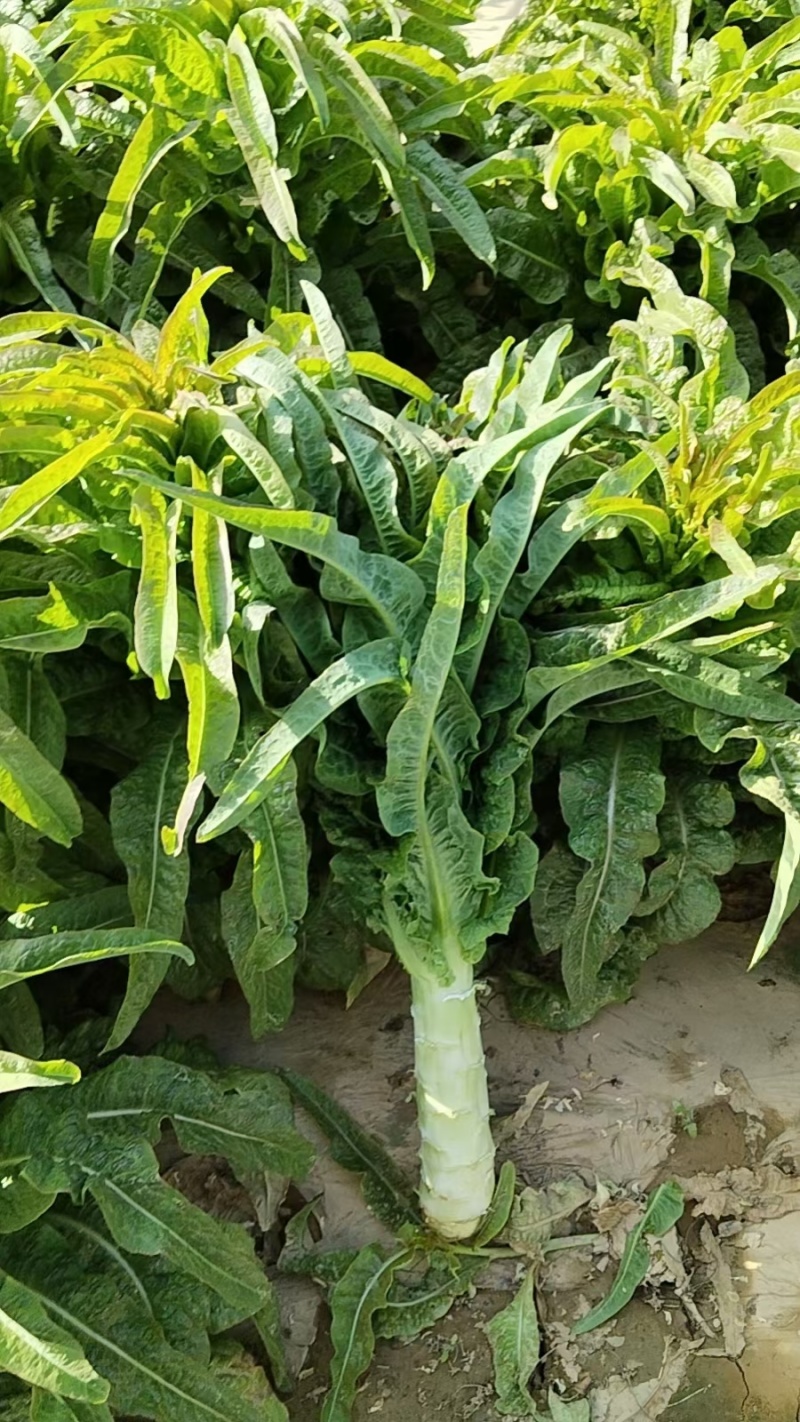 尖叶莴苣红叶香莴苣莴笋不糠心空心长度长可打捆净菜半叶菜杆