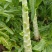 尖叶莴苣红叶香莴苣莴笋不糠心空心长度长可打捆净菜半叶菜杆