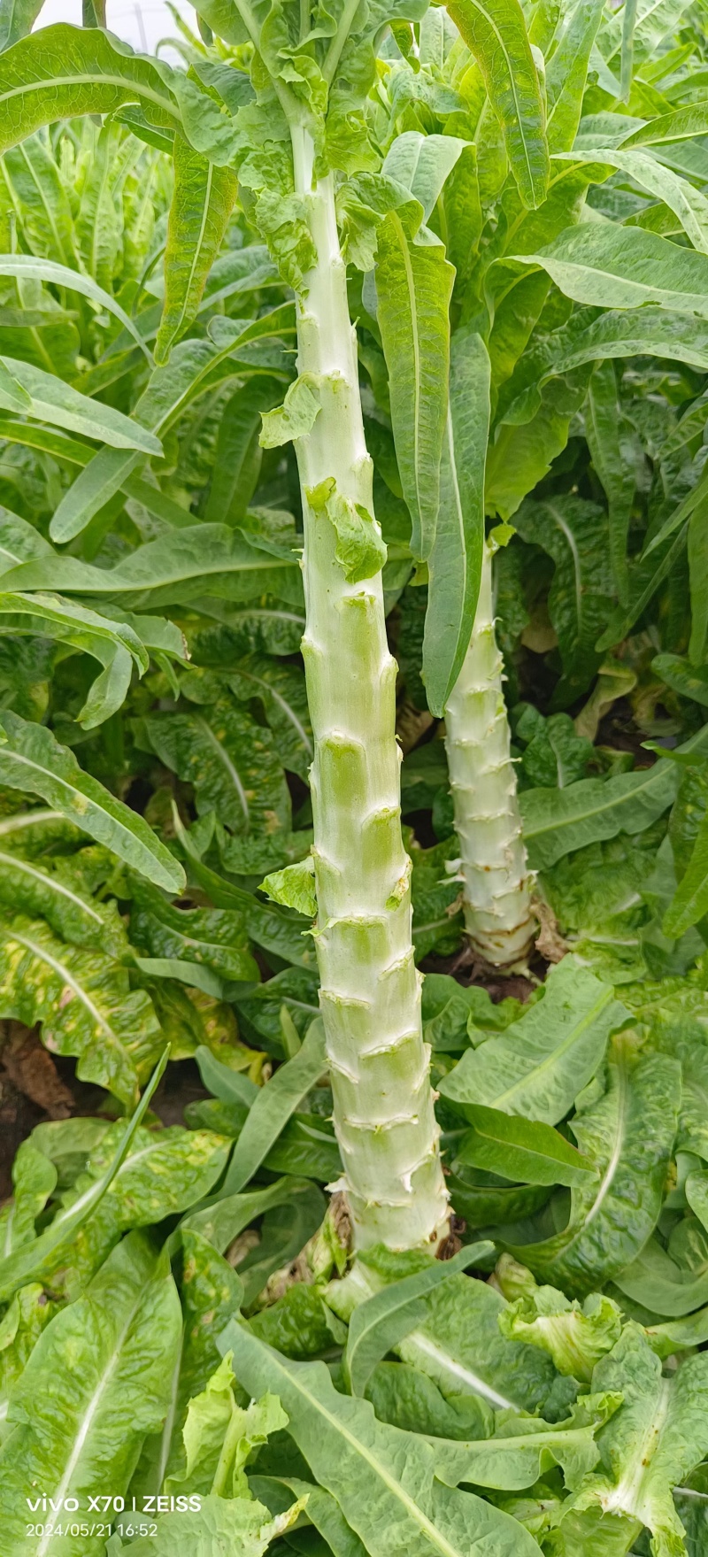 尖叶莴苣红叶香莴苣莴笋不糠心空心长度长可打捆净菜半叶菜杆