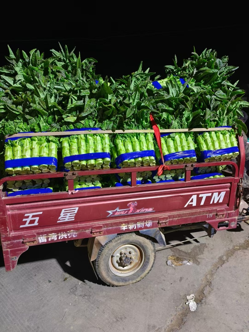 尖叶莴苣红叶香莴苣莴笋不糠心空心长度长可打捆净菜半叶菜杆