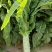 尖叶莴苣红叶香莴苣莴笋不糠心空心长度长可打捆净菜半叶菜杆