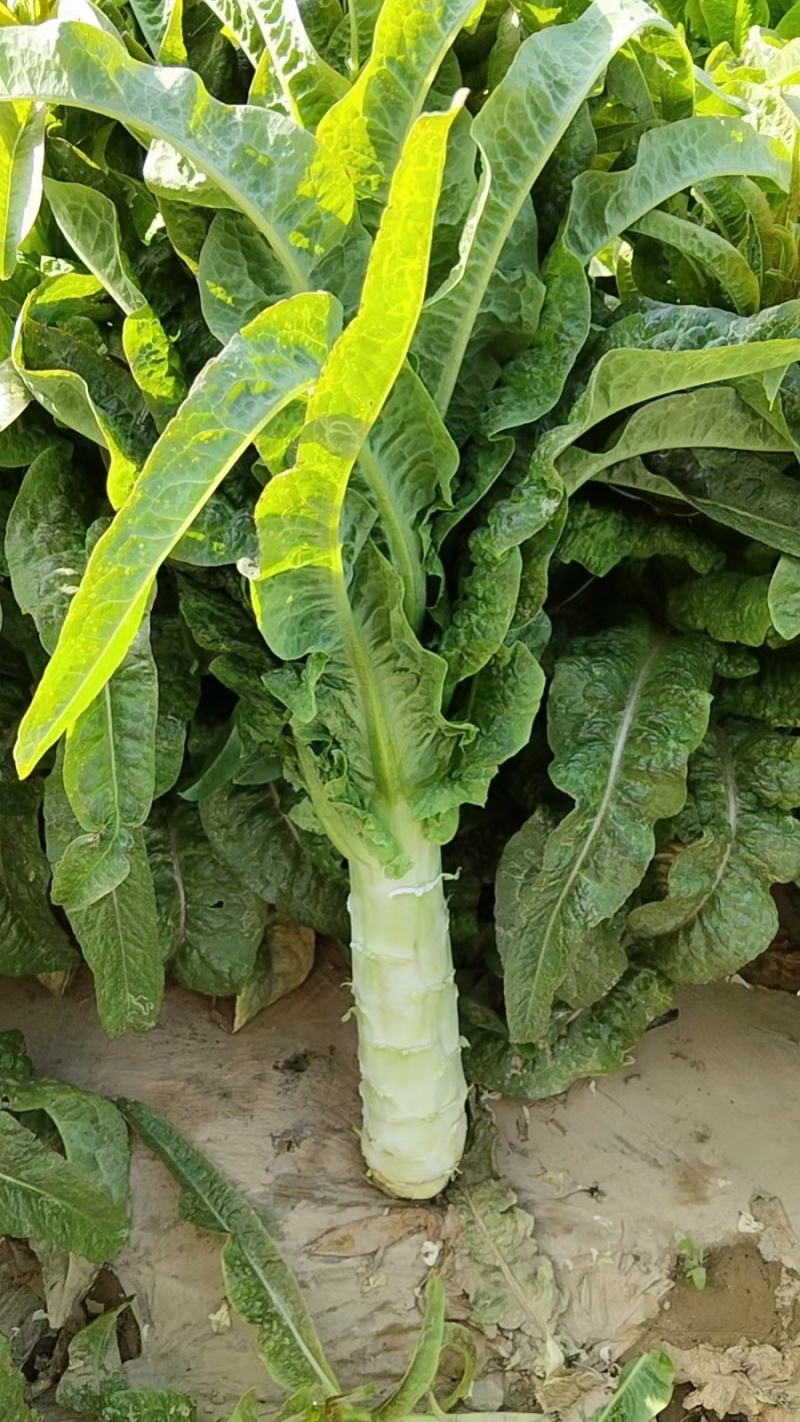 尖叶莴苣红叶香莴苣莴笋不糠心空心长度长可打捆净菜半叶菜杆