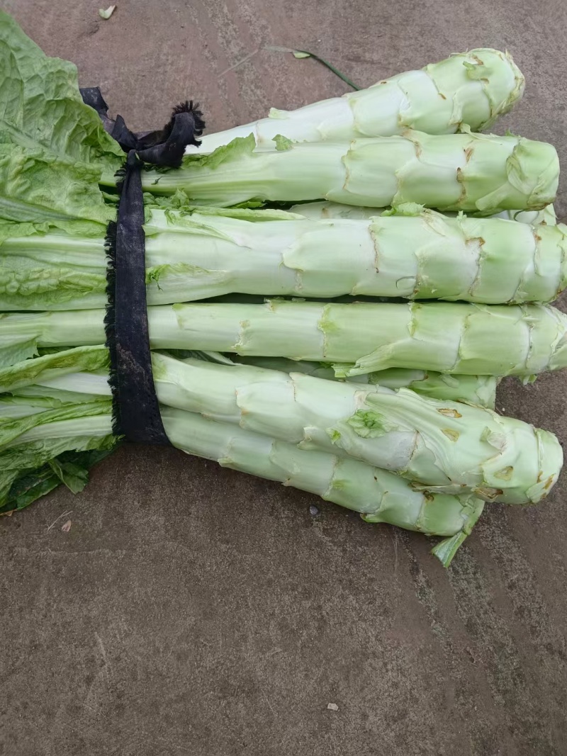 尖叶莴苣红叶香莴苣莴笋不糠心空心长度长可打捆净菜半叶菜杆