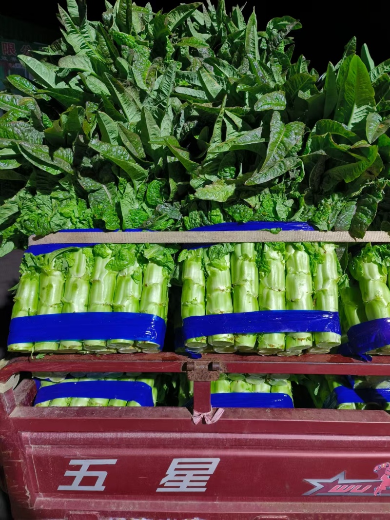 尖叶莴苣红叶香莴苣莴笋不糠心空心长度长可打捆净菜半叶菜杆