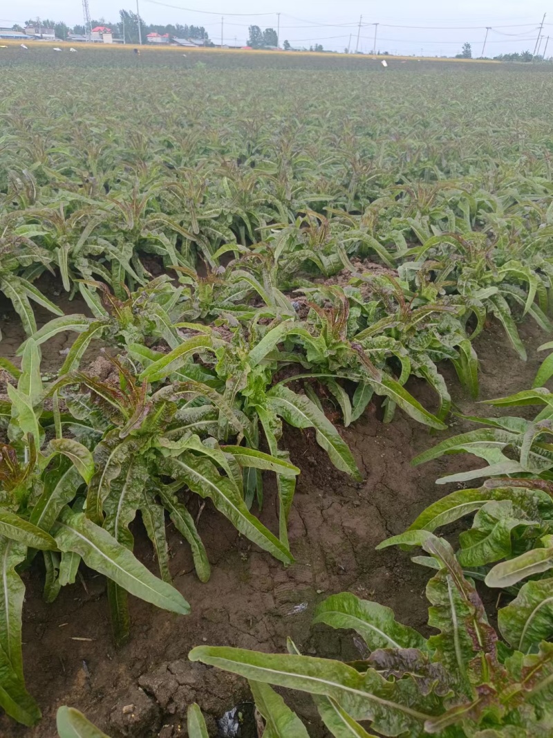 尖叶莴苣红叶香莴苣莴笋不糠心空心长度长可打捆净菜半叶菜杆