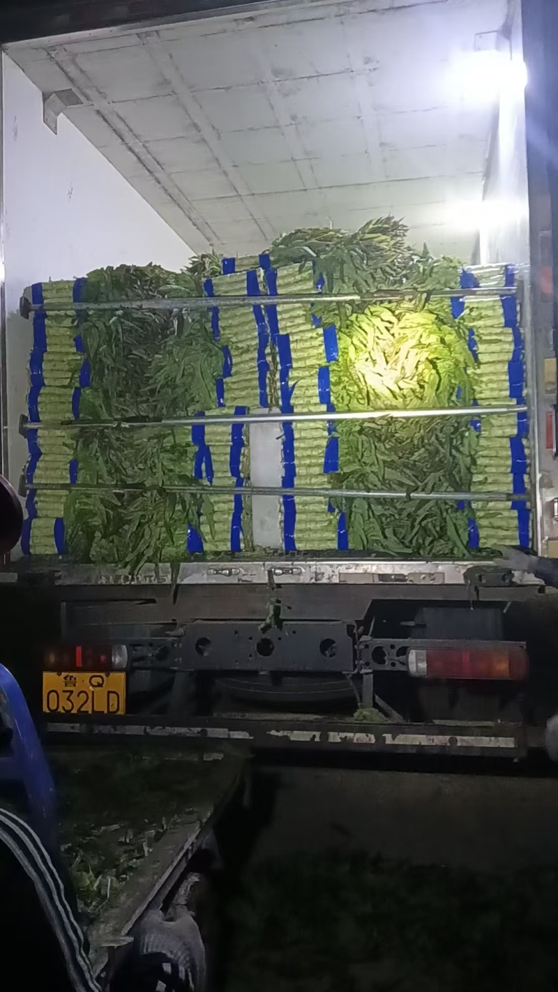 尖叶莴苣红叶香莴苣莴笋不糠心空心长度长可打捆净菜半叶菜杆