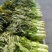 尖叶莴苣红叶香莴苣莴笋不糠心空心长度长可打捆净菜半叶菜杆