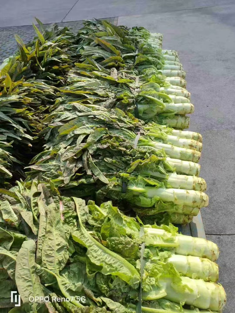 尖叶莴苣红叶香莴苣莴笋不糠心空心长度长可打捆净菜半叶菜杆