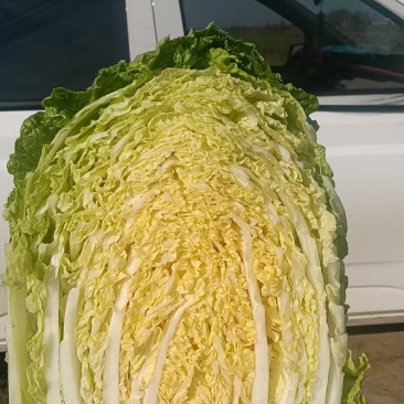 江苏黄心白菜无虫眼黑点不烧心烧边净菜上车装袋网袋纸箱都有