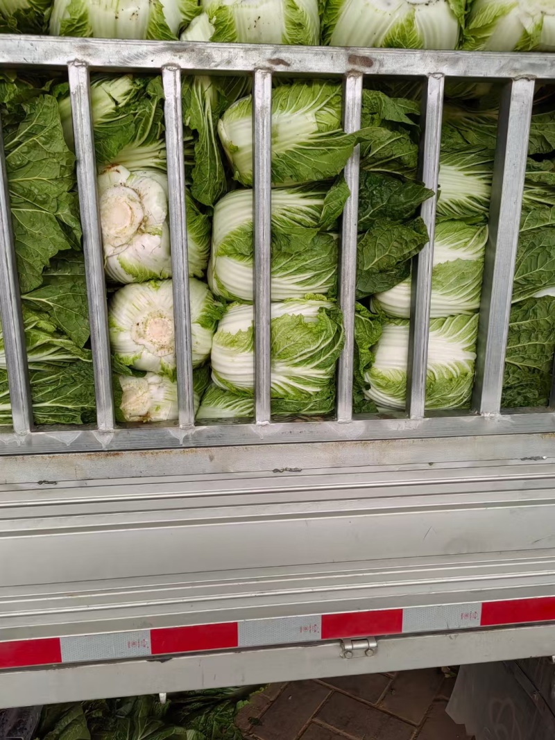 江苏黄心白菜无虫眼黑点不烧心烧边净菜上车装袋网袋纸箱都有
