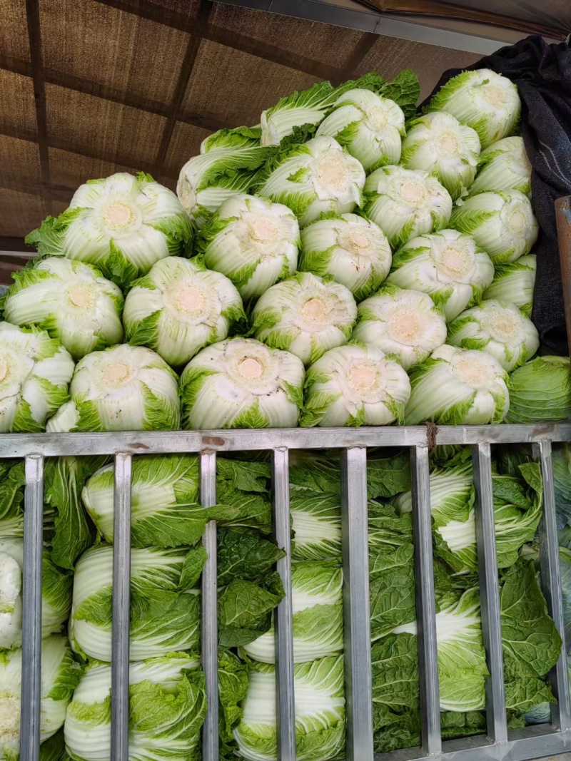 江苏黄心白菜无虫眼黑点不烧心烧边净菜上车装袋网袋纸箱都有