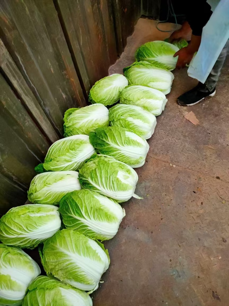 江苏黄心白菜无虫眼黑点不烧心烧边净菜上车装袋网袋纸箱都有
