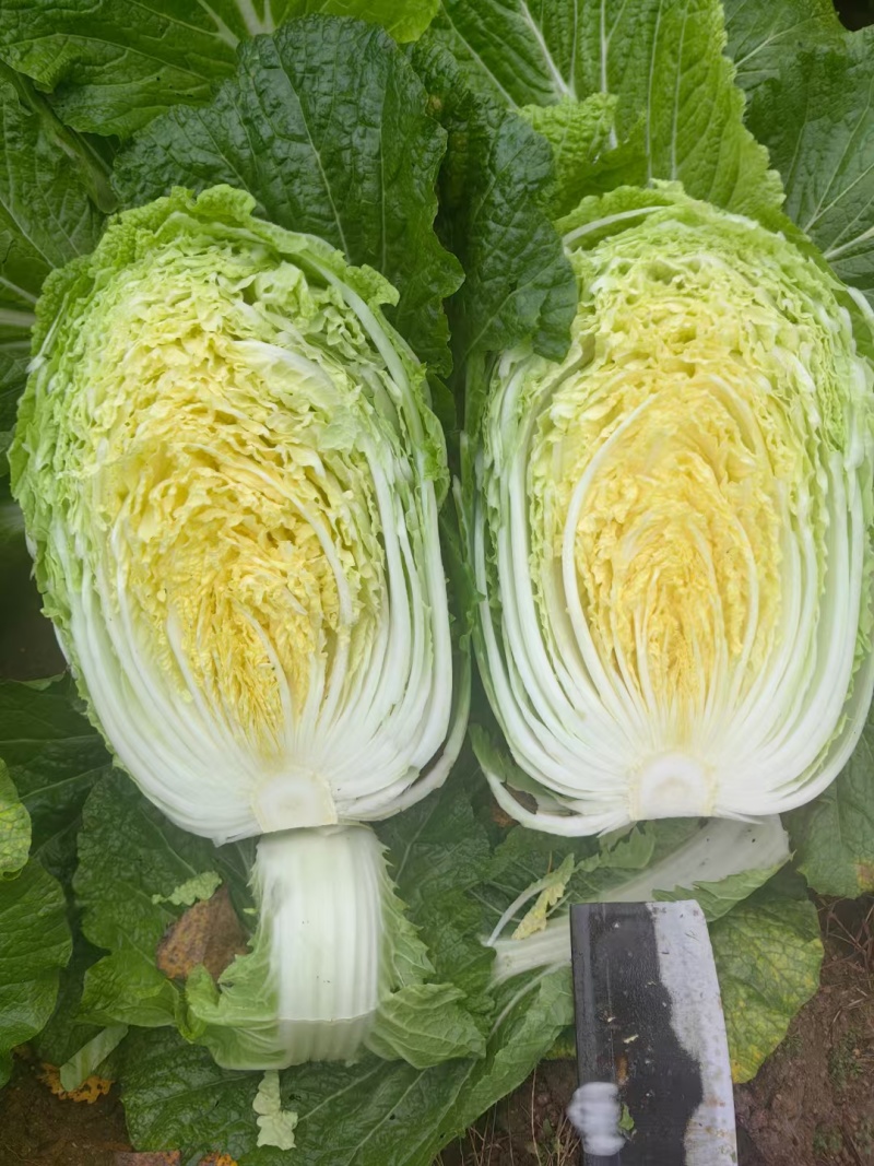 江苏黄心白菜无虫眼黑点不烧心烧边净菜上车装袋网袋纸箱都有