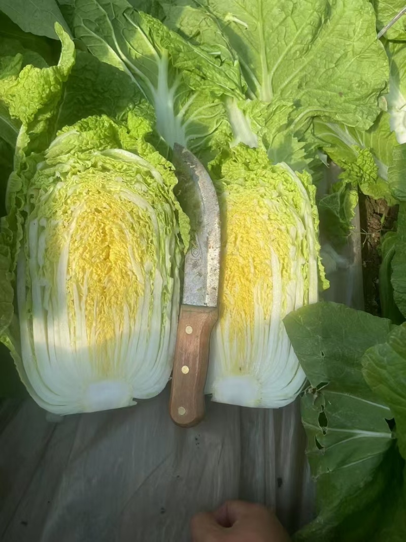 江苏黄心白菜无虫眼黑点不烧心烧边净菜上车装袋网袋纸箱都有