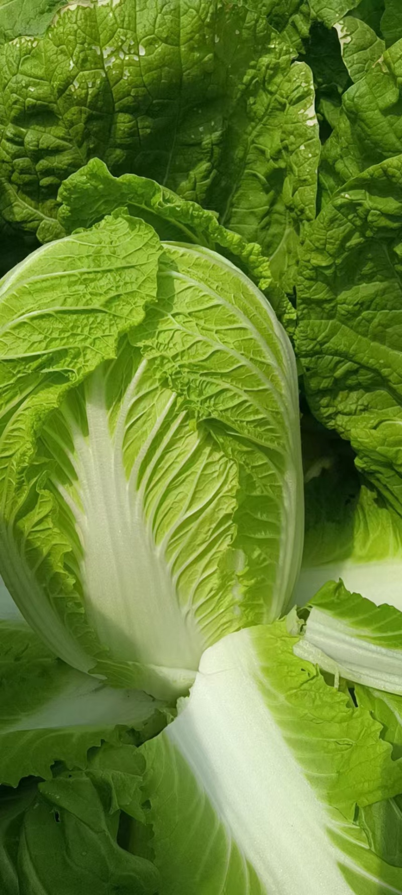 江苏黄心白菜无虫眼黑点不烧心烧边净菜上车装袋网袋纸箱都有
