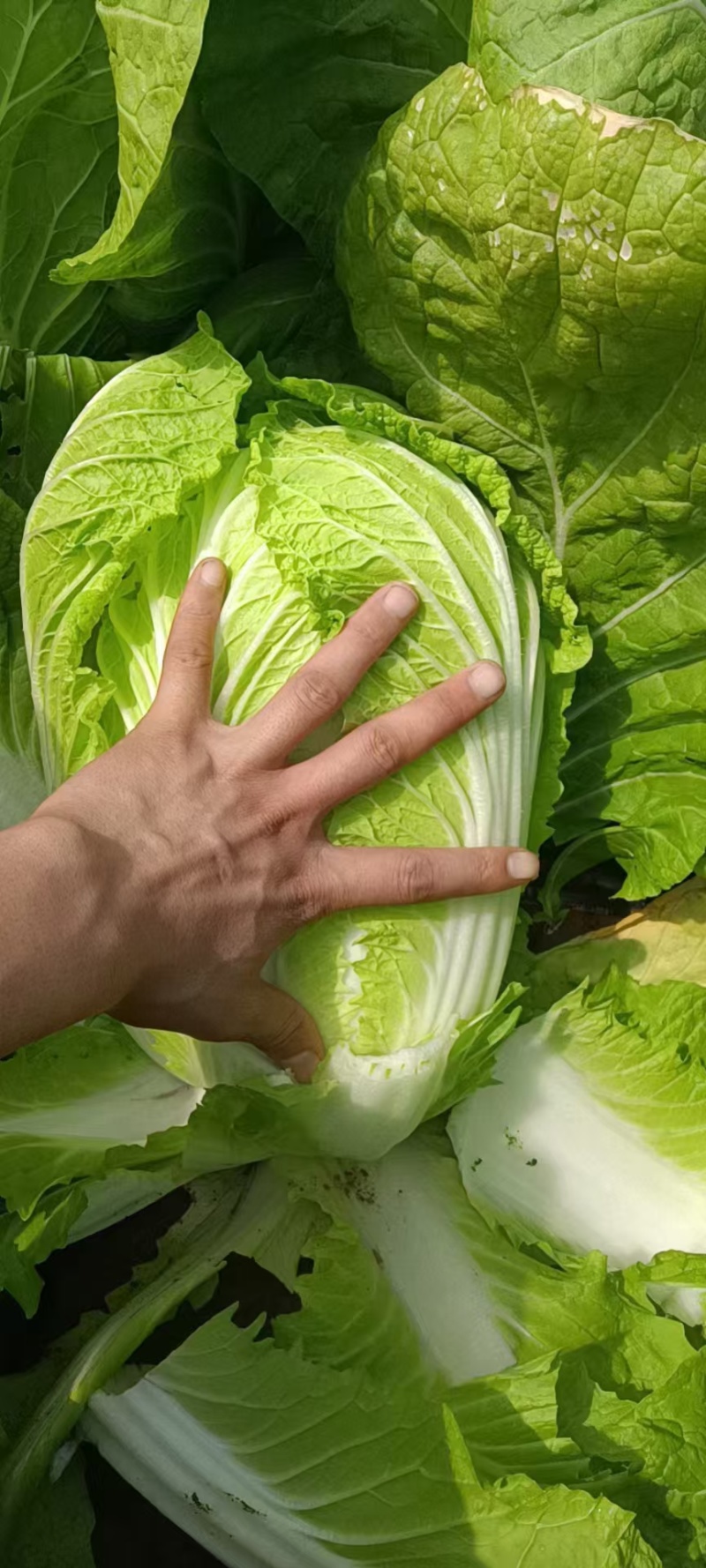 江苏黄心白菜无虫眼黑点不烧心烧边净菜上车装袋网袋纸箱都有