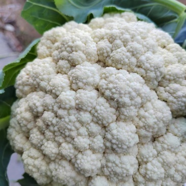 青梗白面松花菜大米粒小米粒乳白色无黑点大小规格都有有网袋