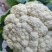 青梗白面松花菜大米粒小米粒乳白色无黑点大小规格都有有网袋