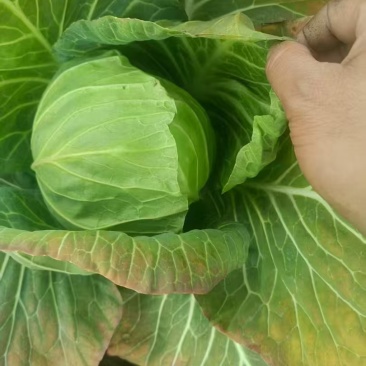 南通甘蓝圆白菜大小规格都有按需求分拣打包可以视频看货实地看货