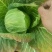 南通甘蓝圆白菜大小规格都有按需求分拣打包可以视频看货实地看货