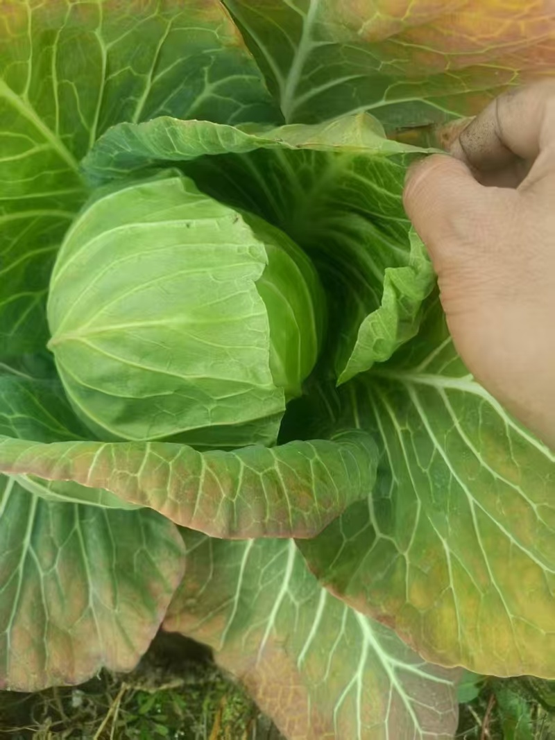 南通甘蓝圆白菜大小规格都有按需求分拣打包可以视频看货实地看货