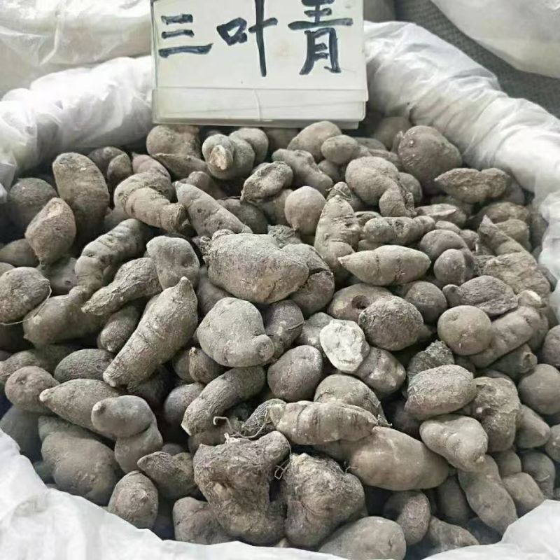 三叶青三叶青三叶青三叶青三叶青三叶青批发