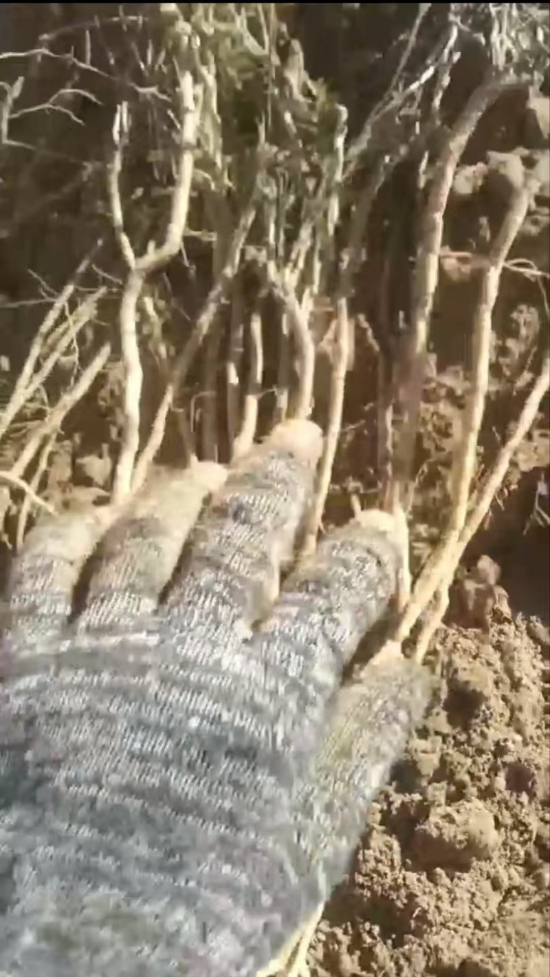 好货推荐精品远志自家种植和野生都有保证质量