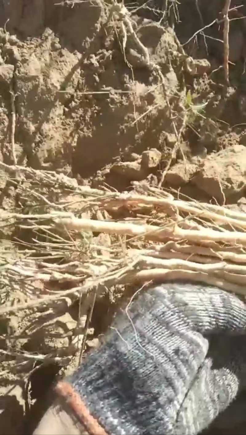 好货推荐精品远志自家种植和野生都有保证质量