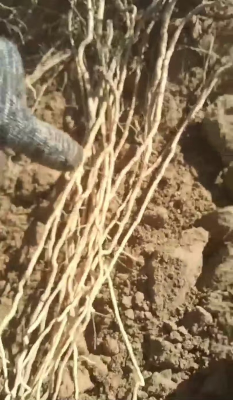 好货推荐精品远志自家种植和野生都有保证质量