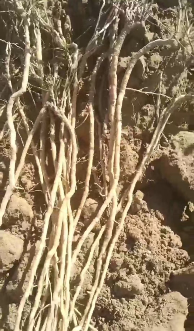 好货推荐精品远志自家种植和野生都有保证质量