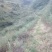 西安蓝田土地流转种植中药材用地万亩出租证件齐全