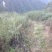 西安蓝田土地流转种植中药材用地万亩出租证件齐全