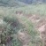 西安蓝田土地流转种植中药材用地万亩出租证件齐全