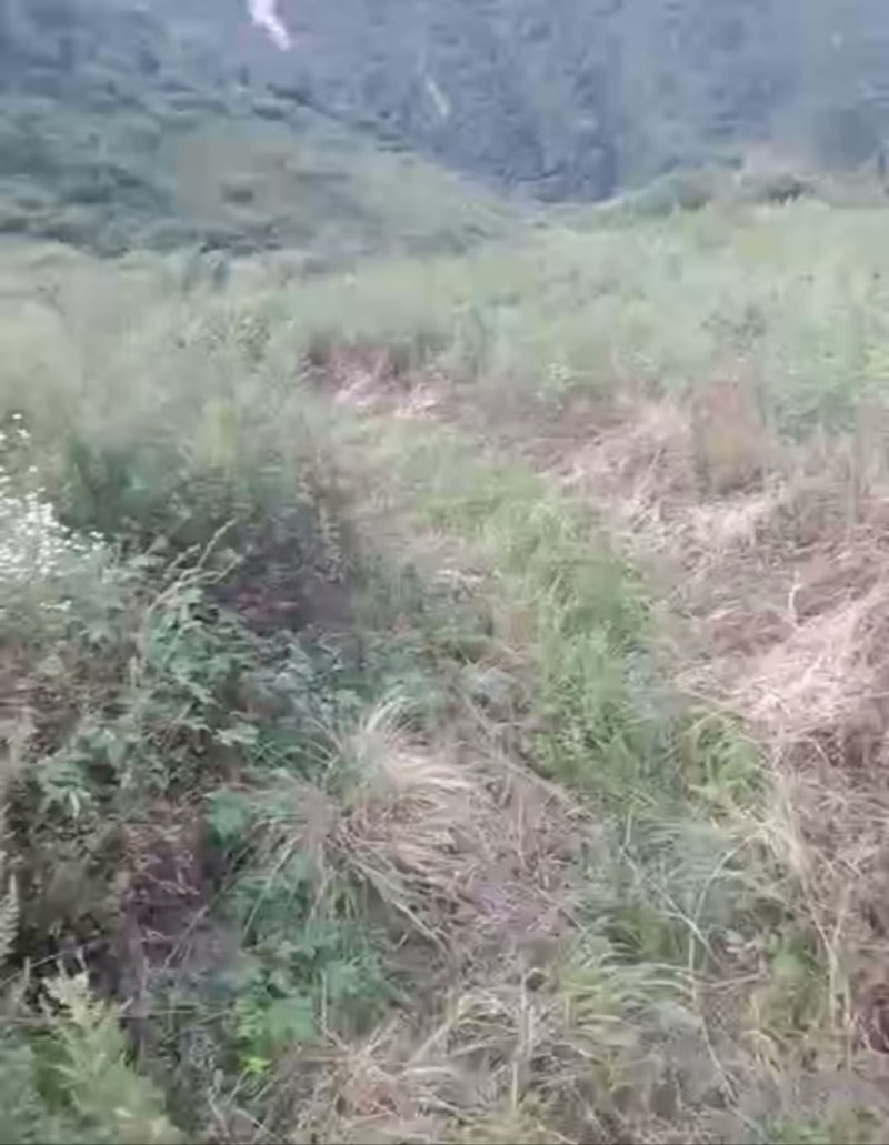 西安蓝田土地流转种植中药材用地万亩出租证件齐全