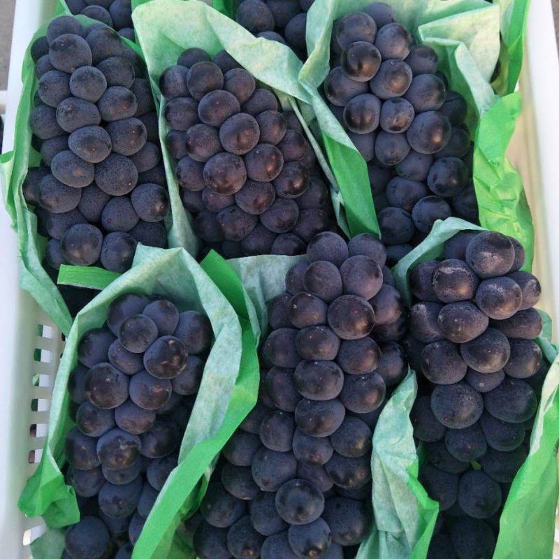 山东精品夏黑葡萄口感好新鲜上市产地一手货源对接商超市场