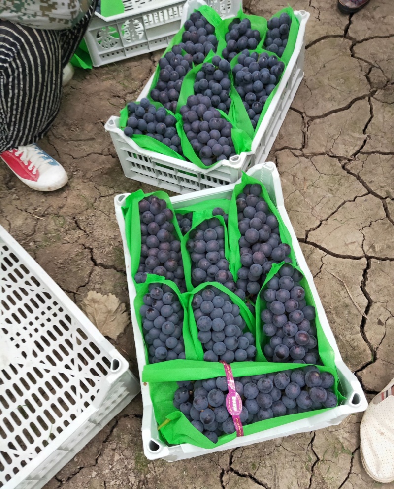 山东精品夏黑葡萄口感好新鲜上市产地一手货源对接商超市场