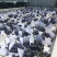 山东精品夏黑葡萄口感好新鲜上市产地一手货源对接商超市场