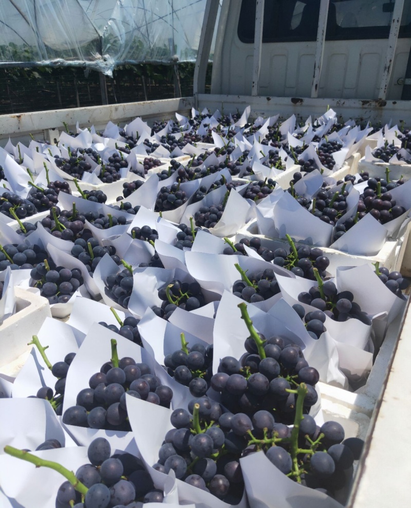 山东精品夏黑葡萄口感好新鲜上市产地一手货源对接商超市场